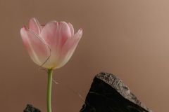 farg1